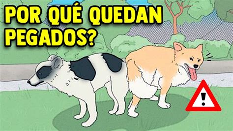 mujer pegada con perro|Por qué los perros se quedan pegados al aparearse